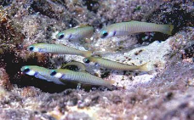 Chinese zebra goby (Ptereleotris zebra)