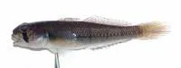 Chinestripe goby (Stenogobius polyzona)