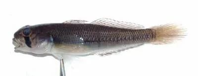 Chinestripe goby (Stenogobius polyzona)
