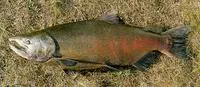 Chinook salmon (Oncorhynchus tshawytscha)
