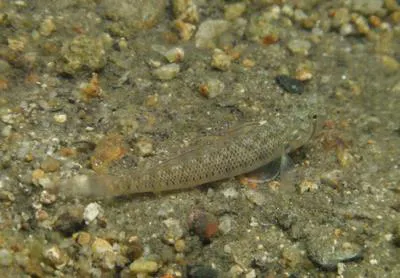 Chinstripe goby (Stenogobius genivittatus)