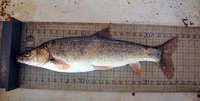 Chirruh snowtrout (Schizothorax esocinus)