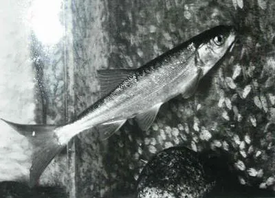 Chiselmouth (Acrocheilus alutaceus)