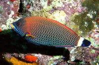 Chiseltooth wrasse (Pseudodax moluccanus)
