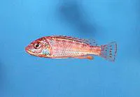 Chisumulu pearl (Labidochromis flavigulis)