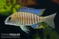 Chitande aulonocara (Aulonocara ethelwynnae)