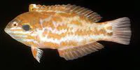 Choat's wrasse (Macropharyngodon choati)