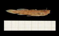Chobe sand catlet (Zaireichthys dorae)