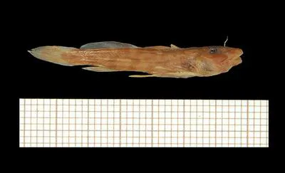 Chobe sand catlet (Zaireichthys dorae)