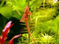 Chocolate-colored catfish (Rineloricaria lanceolata)