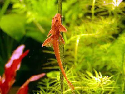 Chocolate-colored catfish (Rineloricaria lanceolata)