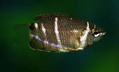 Chocolate gourami (Sphaerichthys osphromenoides)