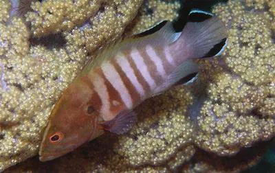 Chocolate hind (Cephalopholis boenak)