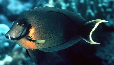 Chocolate surgeonfish (Acanthurus pyroferus)