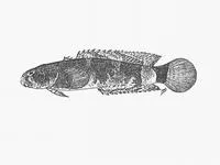 Chocolate toadfish (Chatrabus hendersoni)