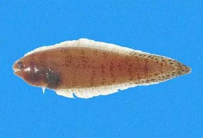 Chocolate tonguefish (Symphurus callopterus)