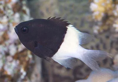 Chocolatedip chromis (Chromis dimidiata)