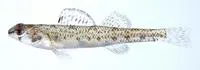 Choctawhatchee darter (Etheostoma davisoni)