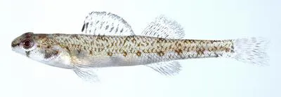 Choctawhatchee darter (Etheostoma davisoni)
