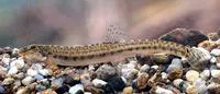 Choi's spiny loach (Cobitis choii)