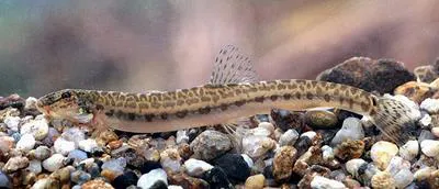 Choi's spiny loach (Cobitis choii)