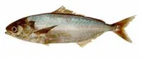 Choicy ruff (Seriolella porosa)