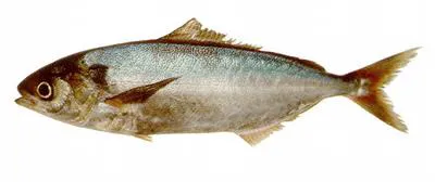 Choicy ruff (Seriolella porosa)