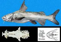 Chomba sea catfish (Notarius osculus)