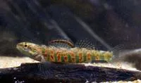 Christmas darter (Etheostoma hopkinsi)