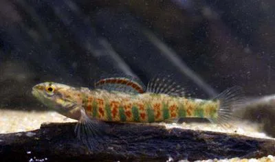 Christmas darter (Etheostoma hopkinsi)