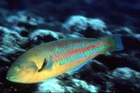 Christmas wrasse (Thalassoma trilobatum)