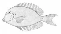 Chronixis surgeonfish (Acanthurus chronixis)