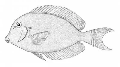 Chronixis surgeonfish (Acanthurus chronixis)
