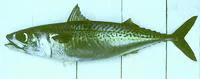 Chub mackerel (Scomber japonicus)