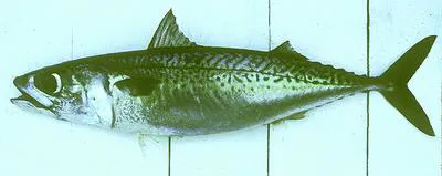 Chub mackerel (Scomber japonicus)