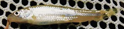 Chub shiner (Notropis potteri)
