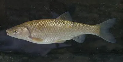 Chub (Squalius cephalus)