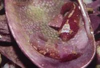 Chubby clingfish (Apletodon pellegrini)