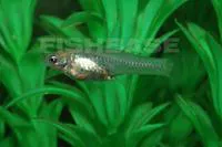 Chubby livebearer (Poeciliopsis viriosa)