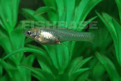Chubby livebearer (Poeciliopsis viriosa)