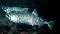 Chum salmon (Oncorhynchus keta)