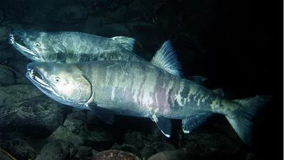 Chum salmon (Oncorhynchus keta)
