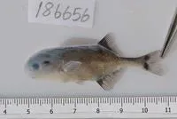 Churchill (Petrocephalus catostoma catostoma)