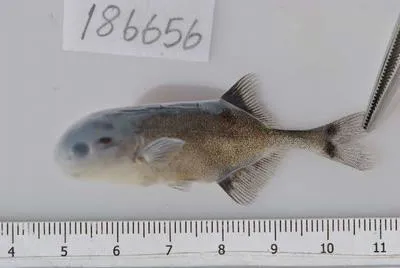Churchill (Petrocephalus catostoma catostoma)