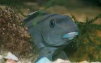 Cichlid (Steatocranus irvinei)