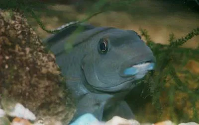 Cichlid (Steatocranus irvinei)