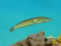 Cigar wrasse (Cheilio inermis)