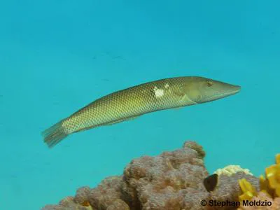 Cigar wrasse (Cheilio inermis)