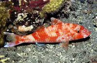 Cinnabar goatfish (Parupeneus heptacanthus)