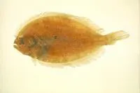 Cinnamon flounder (Pseudorhombus cinnamoneus)